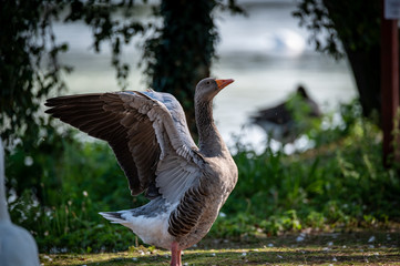 gray goose on green field