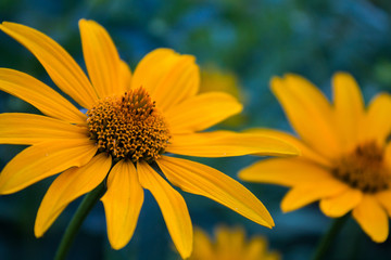 Yellow daisy flower
