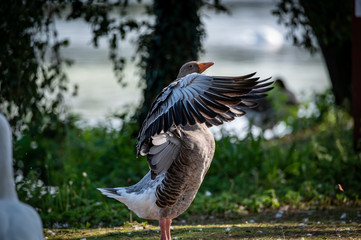 gray goose on green field