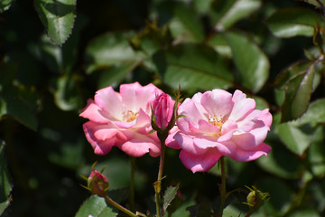 夏の庭園で咲くピンク色のバラの花　桜霞