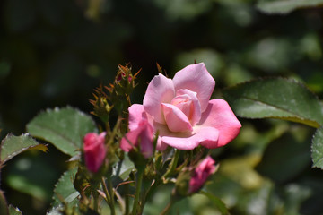 夏の庭園で咲くピンク色のバラの花　桜霞