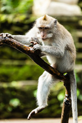Ubud on the isle of Bali in Indonesia, the town is famous for the monks forest