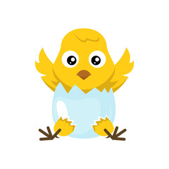cute chick, baby chicken character design illustration