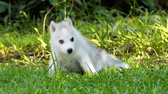 Small Siberian husky puppy dog on green grass, looking at camera, close up.
