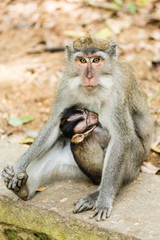 Obraz premium Ubud on the isle of Bali in Indonesia, the town is famous for the monks forest