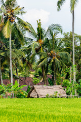 Obraz premium Ubud on the isle of Bali in Indonesia, the town is famous for the monks forest