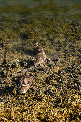few young ducks on the shoreline under the sun in the morning by the river start to get into the water and swim away