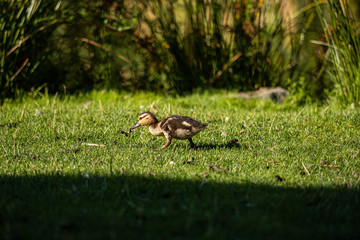 one cute brown duckling  walking on green grass field under the sun towards the pond in the park
