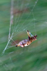 Beautiful spider feasting butterfly on a spider web . Macro photo.