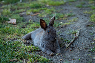 close up of a cute grey rabbit laying flat on the grassy ground under the shade just woke up from a nap