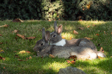 beautiful brown rabbit couple cuddling on the green grass field under the shade away from the hot summer sun in the afternoon