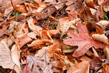 Colorful Pile of Autumn Leaves Background