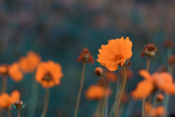 Flores do campo laranja e azul