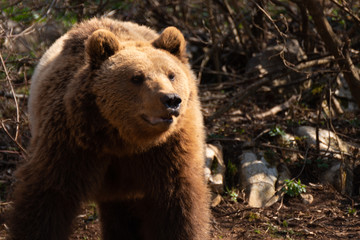 Obraz premium Brown Bear Croatia Forest 