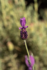 close up of single purple lavender flower blooming on the tip of the branch under the sun with blurry flower field in the background