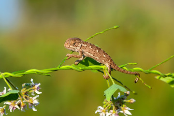 Macro shots, Beautiful nature scene baby green chameleon 