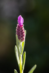 close up of single purple lavender flower blooming on the tip of the branch under the sun