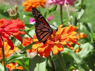 monarch butterfly on flower