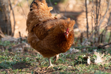 Close Up Brown Chicken