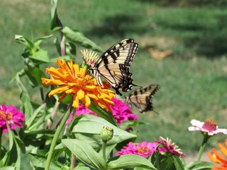 Butterflies in Flowers 