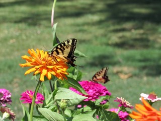 Fototapeta premium Butterflies in a Zinnia Garden 