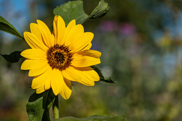 close up of a beautiful yellow sunflower blooming in the middle of the branch on a sunny morning 