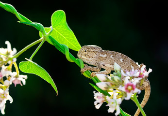 Macro shots, Beautiful nature scene baby green chameleon 