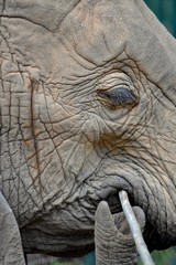Closeup sideview of juvenile elephant's face with focus on eyelashes, temporal gland, and trunk...