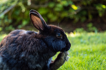 Obraz premium close up of a black rabbit sitting on green grasses licking its own foot