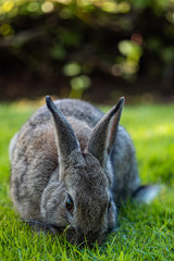 one chubby grey rabbit eating on green grass field 