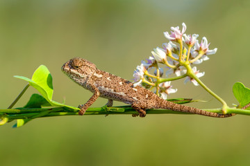 Macro shots, Beautiful nature scene baby green chameleon 