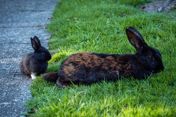 close up of an adorable black bunny with white paw sitting behind its mother on the road on the edge of green grass field