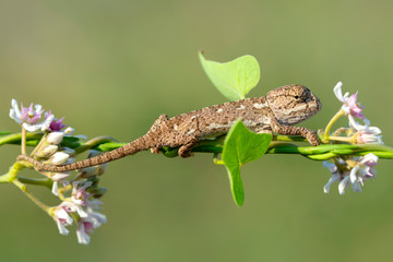 Macro shots, Beautiful nature scene baby green chameleon 