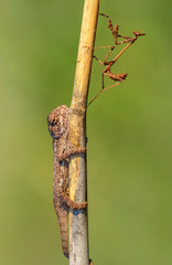 Macro shots, Beautiful nature scene green chameleon  and  mantis