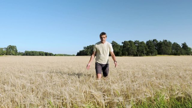 Beautiful landscape view of male going through rye field on sunny summer day. Rye field merging with green trees on blue sky background.