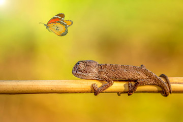 Macro shots, Beautiful nature scene baby green chameleon  © blackdiamond67