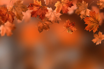 Naklejka na ściany i meble Autumn leaves. Red fall colorful maple leaves on blurred background