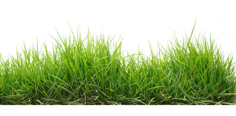 grünes gras im gartenisolat auf weißem hintergrund