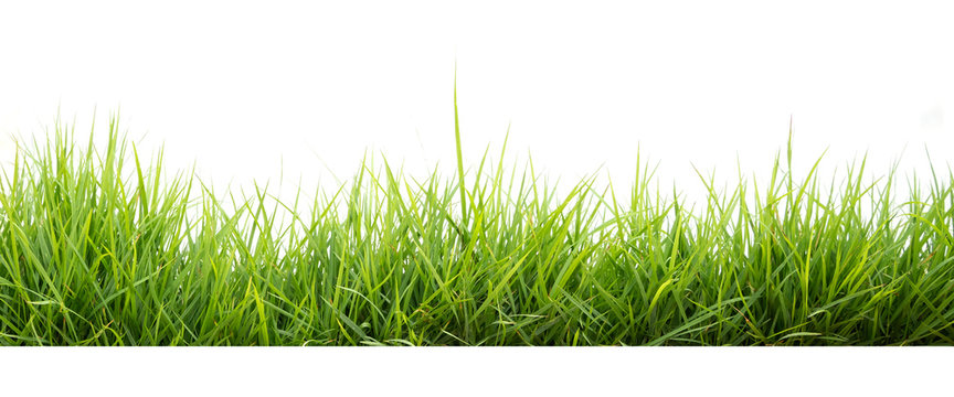 green grass in garden isolate on white background © lovelyday12
