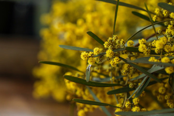 Bunch of yellow wattle blossom on wooden table with copy space