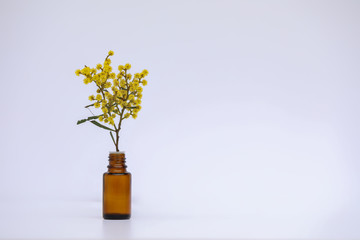 Basic white background image featuring small isolated amber glass vial with fresh yellow wattle flowers