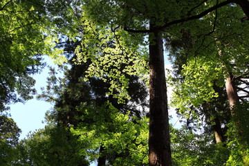 Obraz premium 新緑の楓と針葉樹