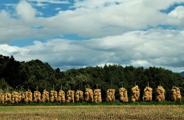 稲の杭掛け