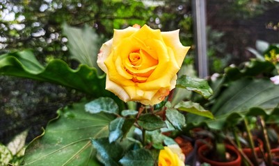 The yellow roses are open and very beautiful in the garden.
