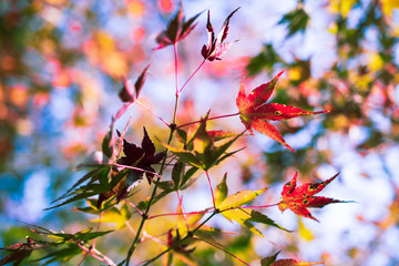 紅葉と快晴の青空