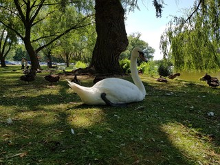 Cisne