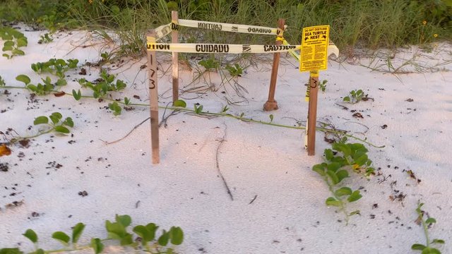 Video of a nest on the naples beach of turtles with a do not pass protection sign and warning not to violate during sun set 