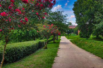 garden, flower, nature, tree, red, flowers, plant, house, green, summer, sky, berries, blossom, park, pink, flora, spring, leaf, bush, color, blue, grass, trees, gardening, beautiful