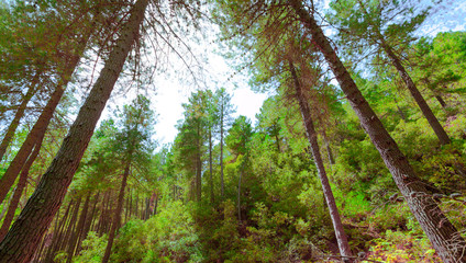 landscape of trees, forest and nature in taberrant el hociema morocco. maroc