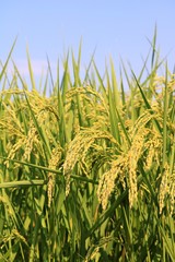 青空と稲穂